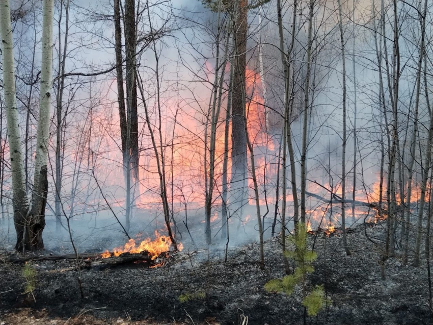 Шесть лесных пожаров локализовали за последние сутки в Забайкалье